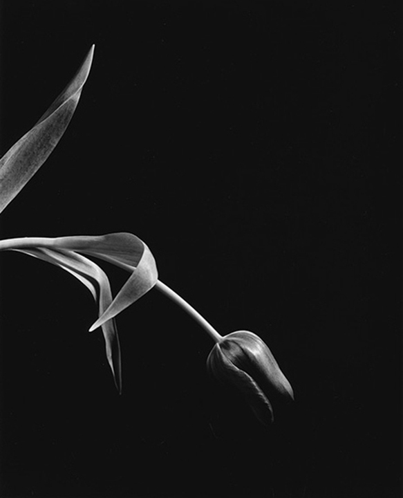 silver gelatin print rc paper silver gelatin print rc paper